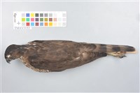 藏品(臺灣松雀鷹)的圖片